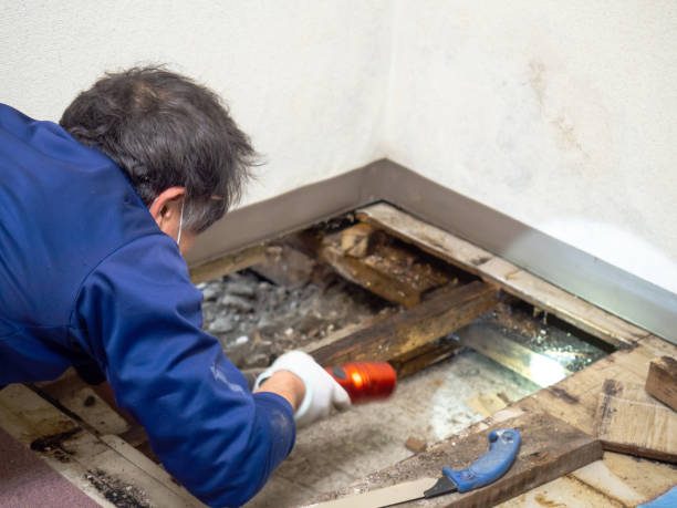 Best Home Mold Removal  in Ozona, TX
