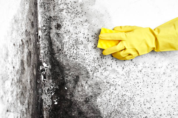 Best Mold Testing  in Ozona, TX