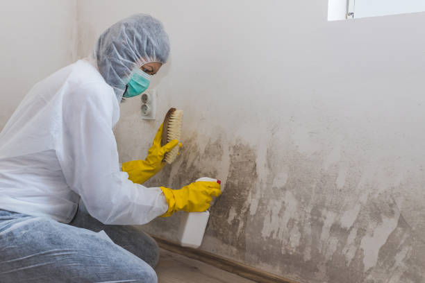 Best Mold Damage Repair  in Ozona, TX