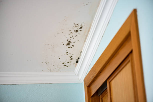 Best Mold Inspection  in Ozona, TX