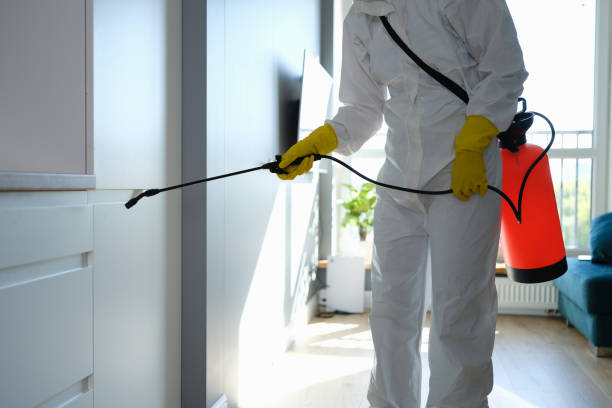 Trusted Ozona, TX Mold Removal Experts