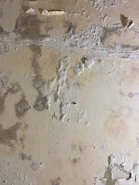 Best Mold Testing  in Ozona, TX