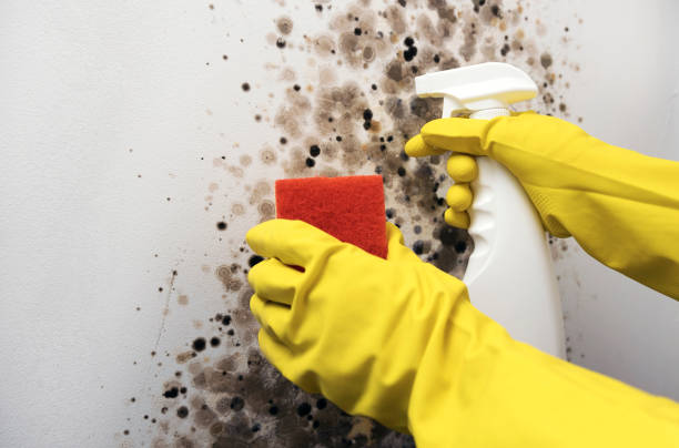 Best Residential Mold Removal  in Ozona, TX