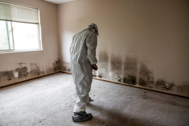 Best Mold Remediation  in Ozona, TX