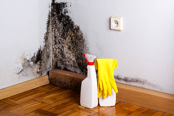 Best Affordable Mold Removal  in Ozona, TX