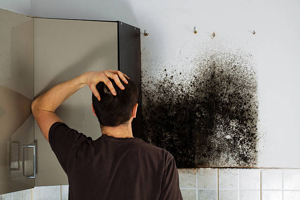 Best Mold Removal Near Me  in Ozona, TX