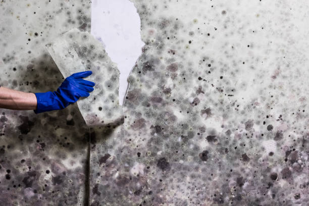 Best Attic Mold Removal  in Ozona, TX