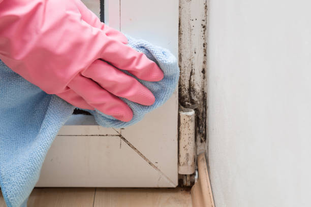 Best Mold Testing  in Ozona, TX